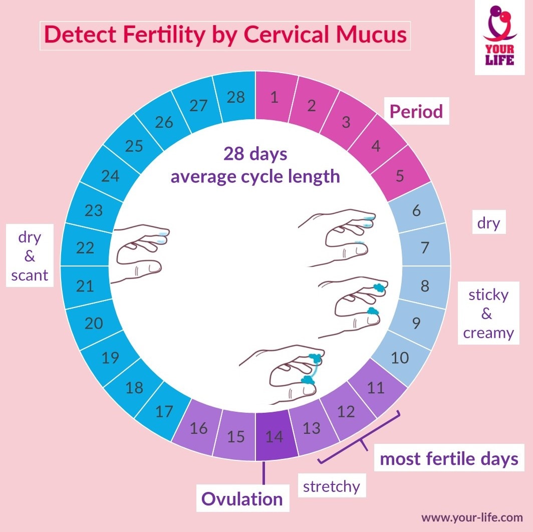 Detect fertility by cervical mucus